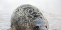 Сезон рождения тюленей начался на льду Финского залива